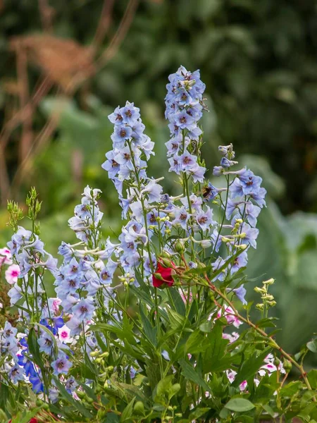 Δελφίνιο Και Άλλα Λουλούδια Ένα Παρτέρι Στον Κήπο — Φωτογραφία Αρχείου