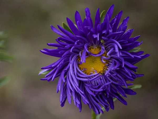 Bahçedeki Bir Çiçek Tarlasında Aster Çiçekleri — Stok fotoğraf