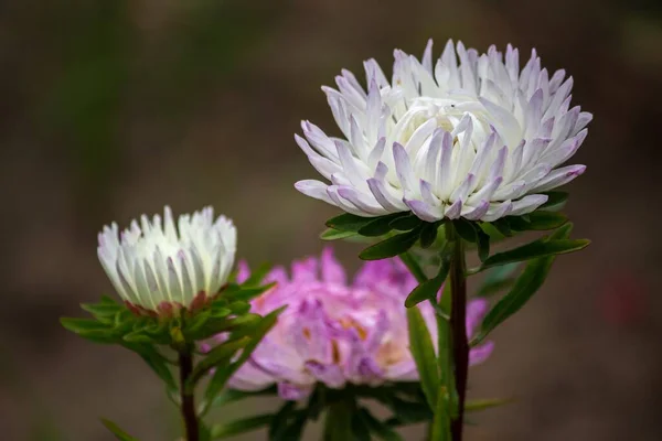 Aster Blommor Rabatt Trädgården — Stockfoto