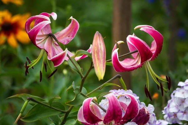 Różowe Kwiaty Lilii Kwietniku Ogrodzie — Zdjęcie stockowe