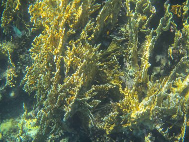 Güney Sina 'daki Kızıldeniz resiflerinin sualtı fotoğrafları.