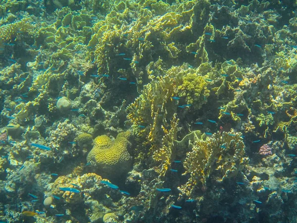 Fotografia Subacquea Delle Barriere Coralline Del Mar Rosso Nel Sinai — Foto Stock