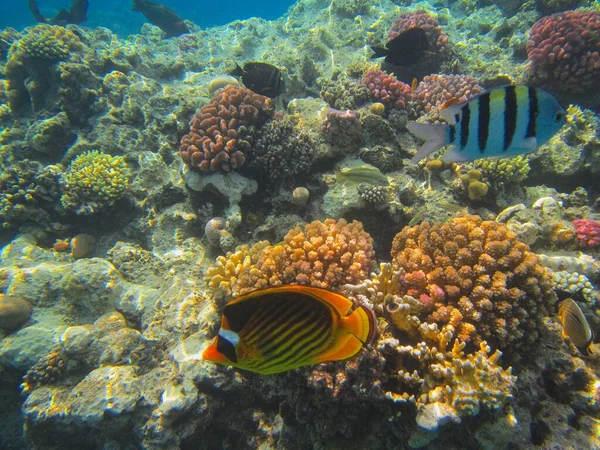 Fotografia Subacquea Delle Barriere Coralline Del Mar Rosso Nel Sinai — Foto Stock