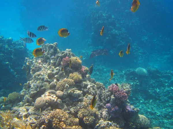 Fotografia Subacquea Delle Barriere Coralline Del Mar Rosso Nel Sinai — Foto Stock