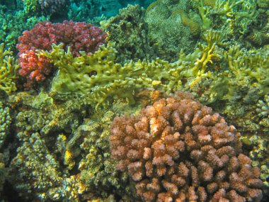 Güney Sina 'daki Kızıldeniz resiflerinin sualtı fotoğrafları.