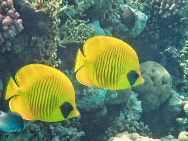 Güney Sina 'daki Kızıldeniz resiflerinin sualtı fotoğrafları.