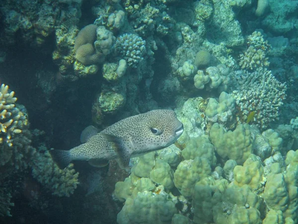 Unterwasseraufnahmen Der Riffe Roten Meer Süd Sinai — Stockfoto