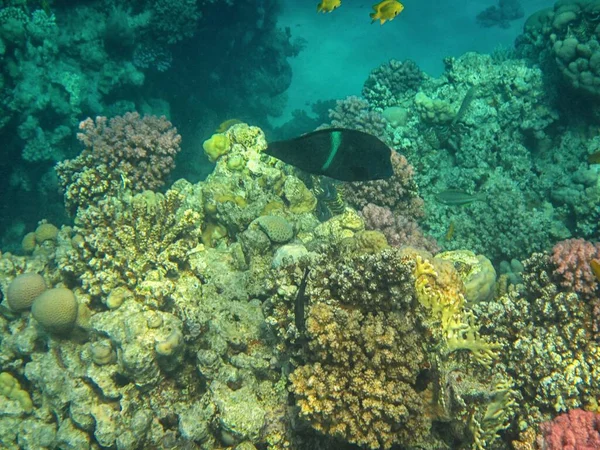 Fotografia Subacquea Delle Barriere Coralline Del Mar Rosso Nel Sinai — Foto Stock