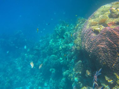 Güney Sina 'daki Kızıldeniz resiflerinin sualtı fotoğrafları.