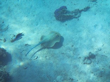 Güney Sina 'daki Kızıldeniz resiflerinin sualtı fotoğrafları.