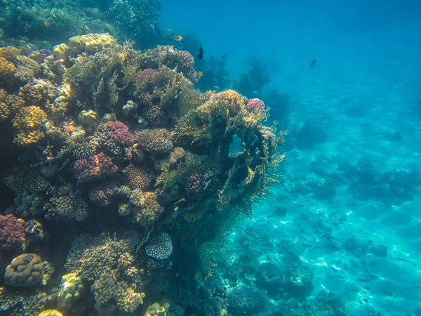 Fotografia Subacquea Delle Barriere Coralline Del Mar Rosso Nel Sinai — Foto Stock