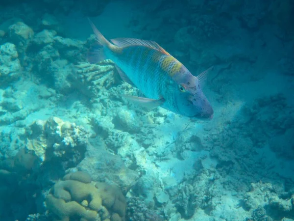 西奈半岛南部红海珊瑚礁水下摄影 — 图库照片
