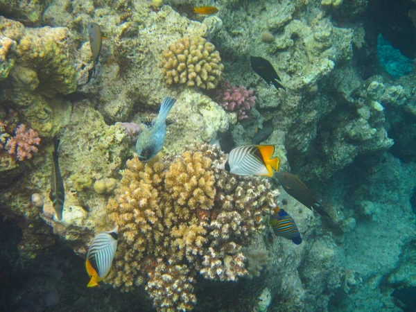 Fotografia Subacquea Delle Barriere Coralline Del Mar Rosso Nel Sinai — Foto Stock