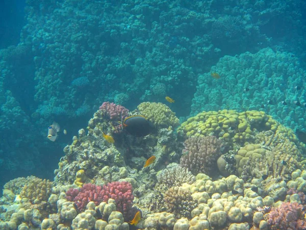 Fotografia Subacquea Delle Barriere Coralline Del Mar Rosso Nel Sinai — Foto Stock