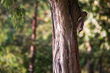 Yaşlı bir ardıç kuşunun bagajında tımarhane kuşu