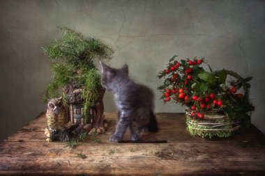 Orman bitkileri ve meraklı küçük kedi yavrusuyla