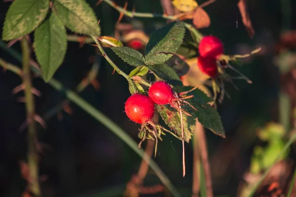 Chien Fruits Mûrs Rose Sur Les Branches Gros Plan — Photo