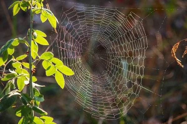 Bela Arte Aranha Webs — Fotografia de Stock
