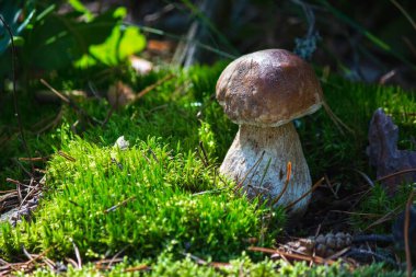 Orman beyaz mantarı yosun içinde büyüyor. 