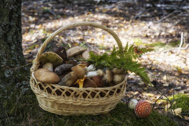 Ormanda mantarlarla dolu bir sonbahar.