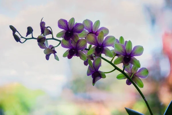 Branche Fleur Gros Plan Orchidée — Photo
