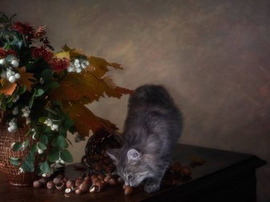 Meraklı gri kediciğinle sonbahar sakin bir hayat