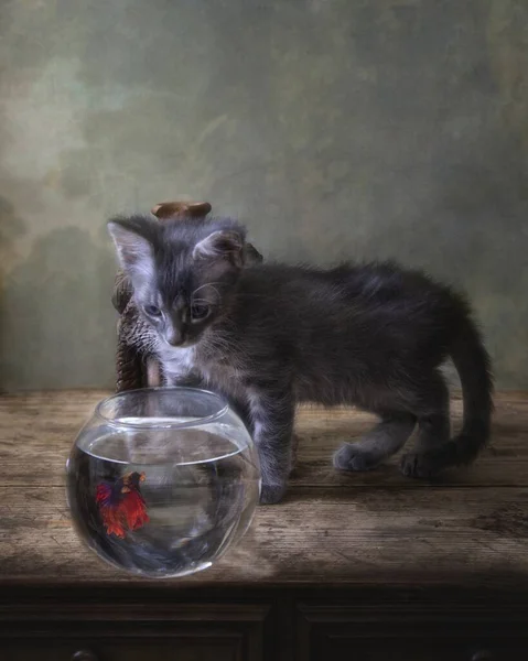 Маленький Забавный Котенок Сиамская Рыбка Аквариуме — стоковое фото