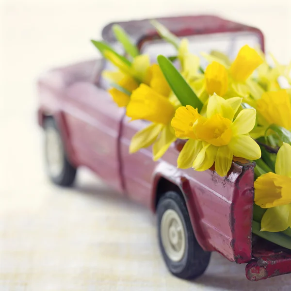 Narcisos amarillos en un camión de juguete rojo — Foto de Stock