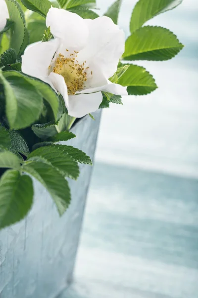 White rose bouquet — Stock Photo, Image