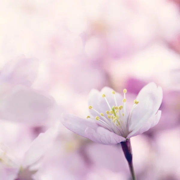 Närbild av rosa körsbärsträd blommor — Stockfoto