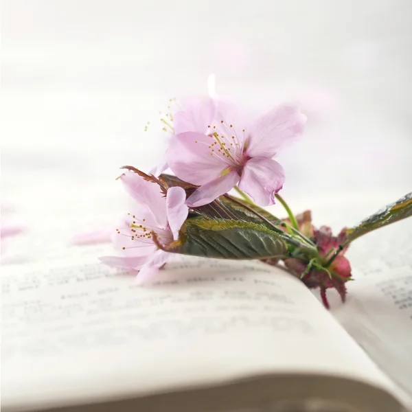 Cherry tree flowers — Stock Photo, Image