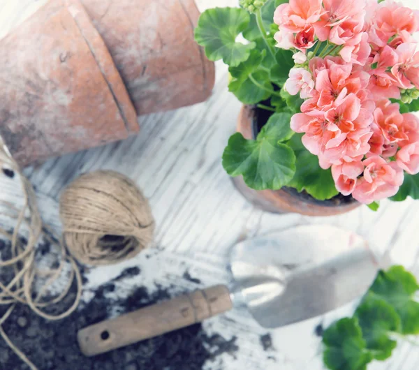 Attrezzi da giardino vintage e fiori rosa — Foto Stock