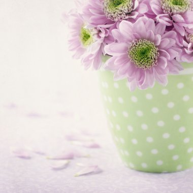 Pembe krizantem flowers3