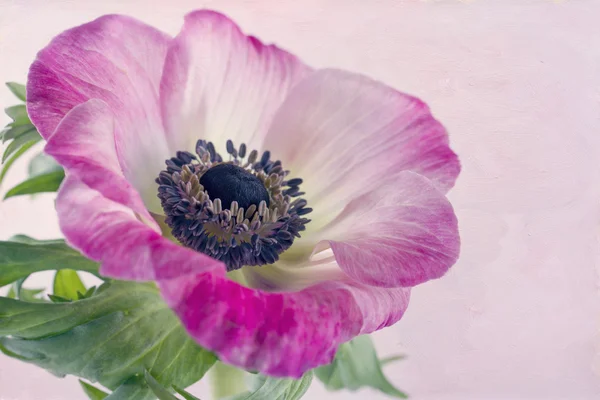 Close-up van anemone flower1 — Stockfoto