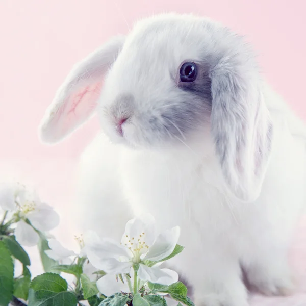 กระต่ายขาว — ภาพถ่ายสต็อก