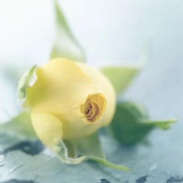 Желтая роза — стоковое фото