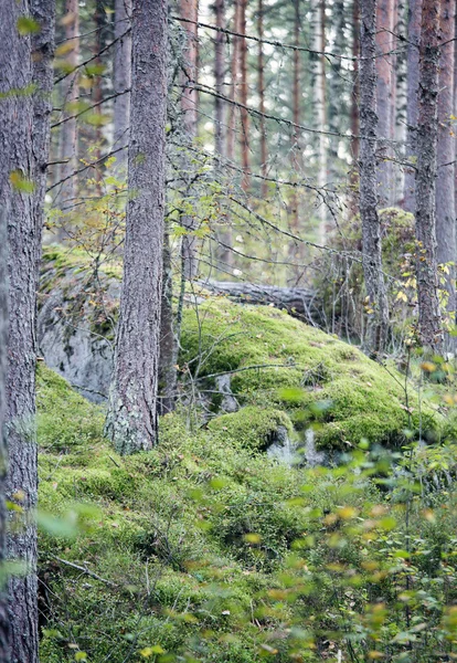 Zelený podzimní Les — Stock fotografie