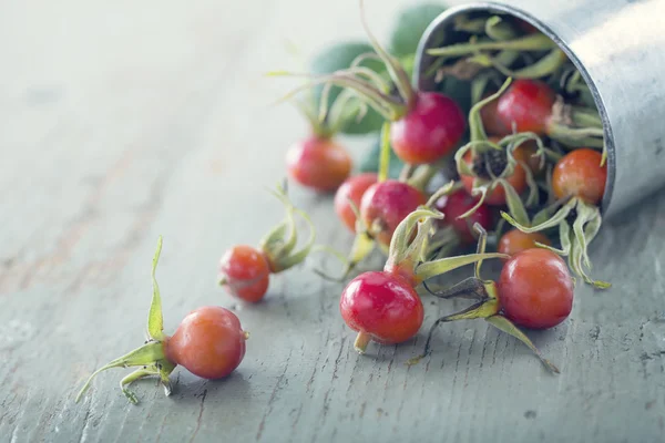 Red and orange autumn rosehips2 — Stock Photo, Image