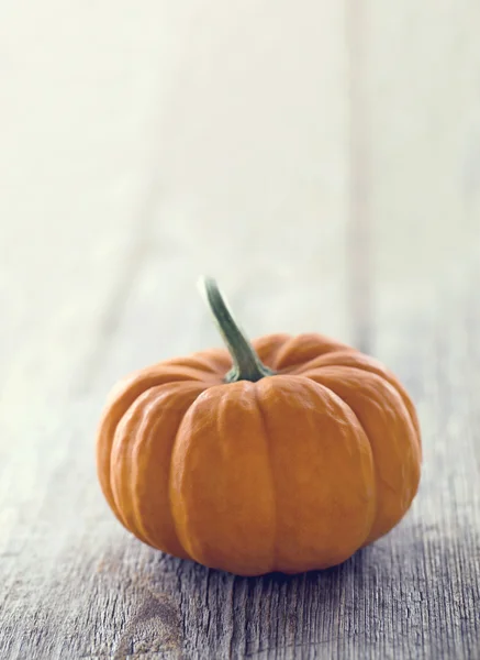 Single orange pumpkin — Stock Photo, Image