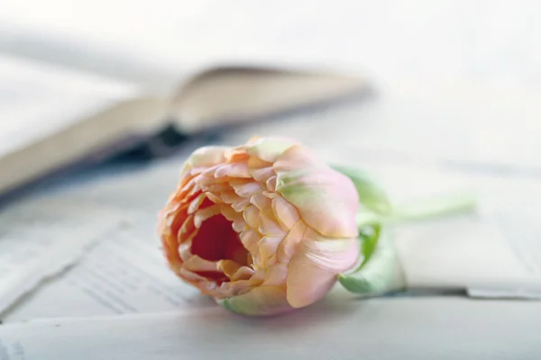 Single tulip with a book background3 — Stock Photo, Image