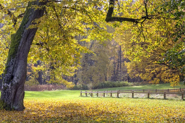 Żółty jesień krajobraz — Zdjęcie stockowe