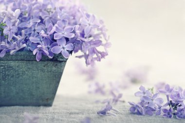 Bir buket mor Eflatun bahar çiçek vazo