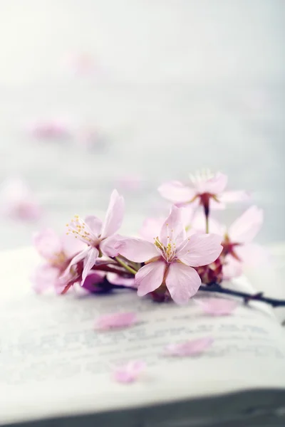 Cherry tree flower — Stock Photo, Image