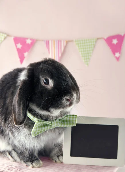 Black soft bunny rabbit — Stock Photo, Image