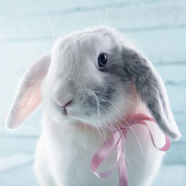 White soft bunny rabbit — Stock Photo, Image