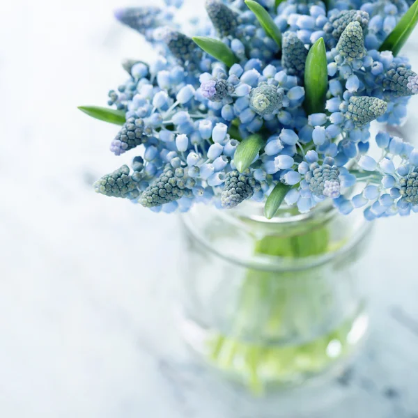 Fleurs de Muscari bleu — Photo