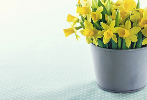 Narcisos-da-primavera amarelos Fotos De Bancos De Imagens Sem Royalties