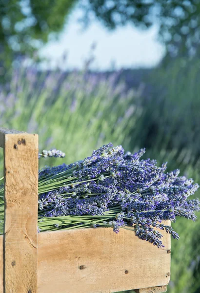 Ramo de flores de lavanda Imagen de archivo