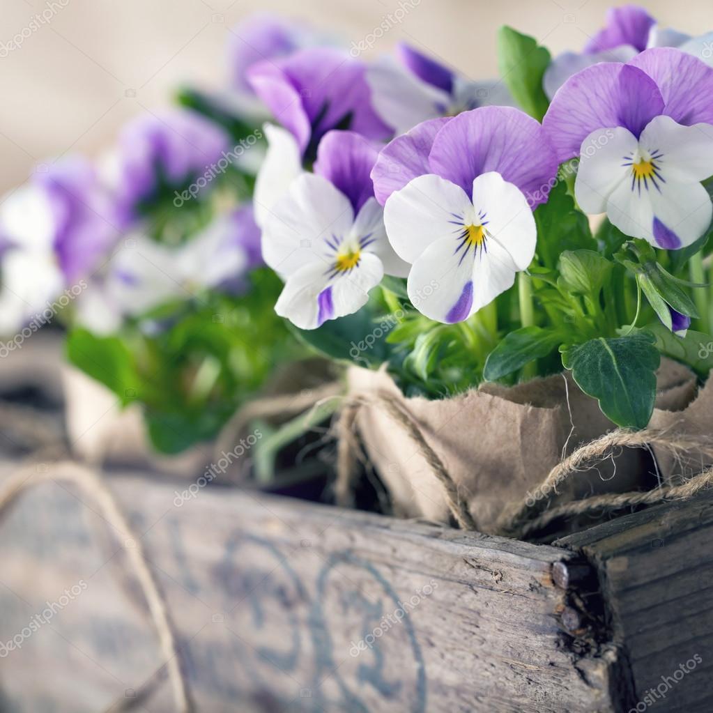 Purple spring violets Stock Photo by ©anskuw 69564375