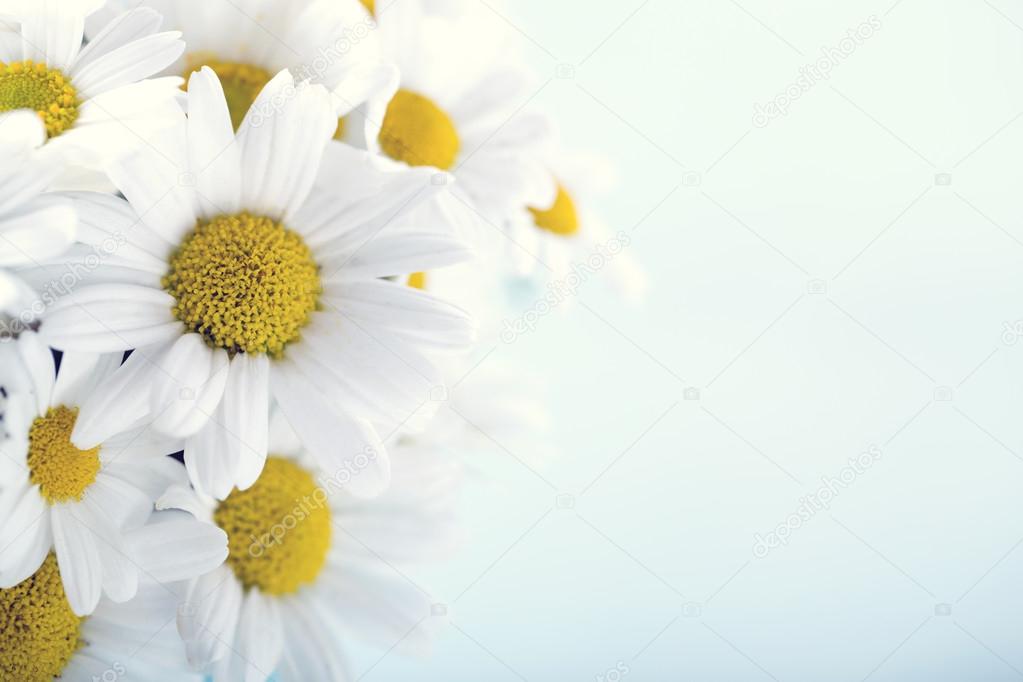 Bouquet of daisy flowers